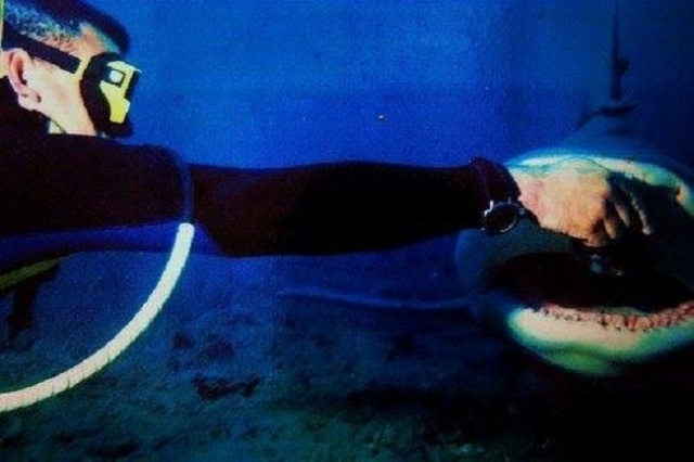 Alimentando tiburones